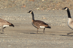 Branta canadensis