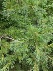 Pinus armandi