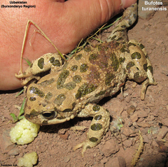 Bufotes turanensis