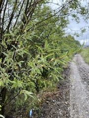 Salix rorida