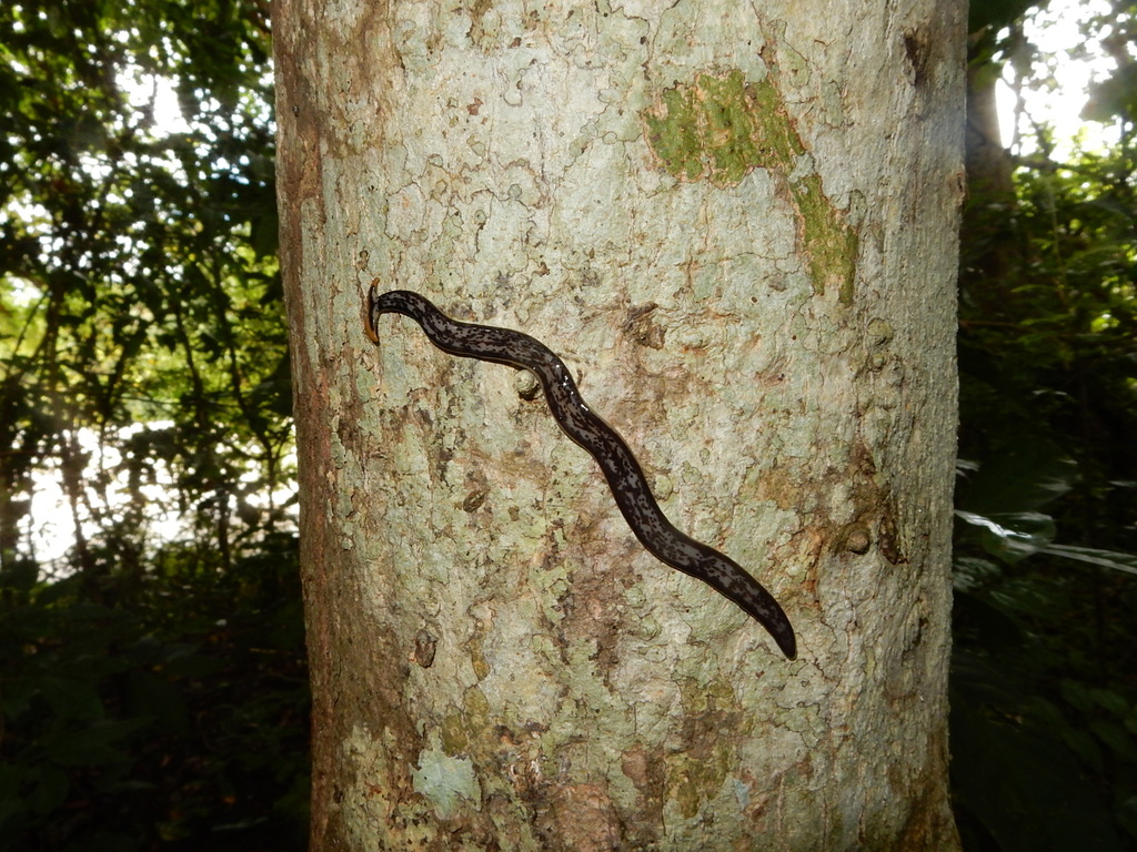 Bipalium marginatum