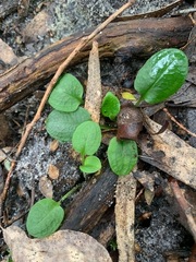 Pterostylis pedunculata