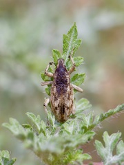 Apleurus lutulentus