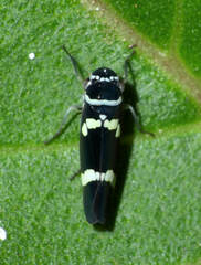 Macugonalia leucomelas