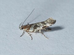 Aristotelia fungivorella
