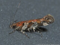 Aristotelia pudibundella