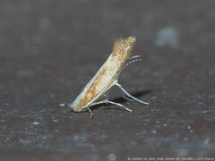 Cameraria quercivorella