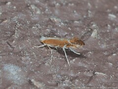 Cameraria quercivorella