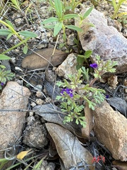 Schistophragma intermedium