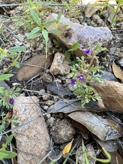 Schistophragma intermedium