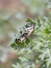 Apleurus lutulentus