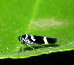 Macugonalia leucomelas