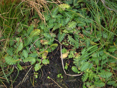 Leptinella potentillina