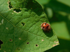 Henosepilachna enneasticta