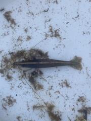 Australatya striolata