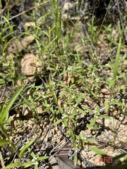 Mitracarpus breviflorus