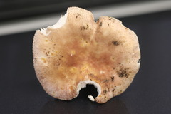 Russula kalimna