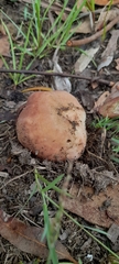 Russula kalimna