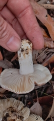 Russula kalimna