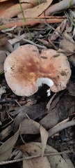 Russula kalimna