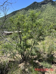 Eysenhardtia orthocarpa