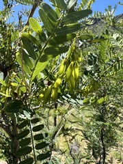 Eysenhardtia orthocarpa