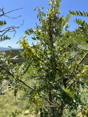 Eysenhardtia orthocarpa