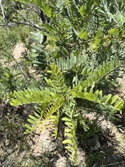 Eysenhardtia orthocarpa