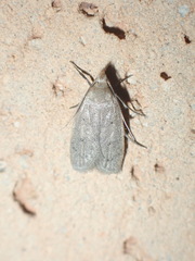 Inga obscuromaculella