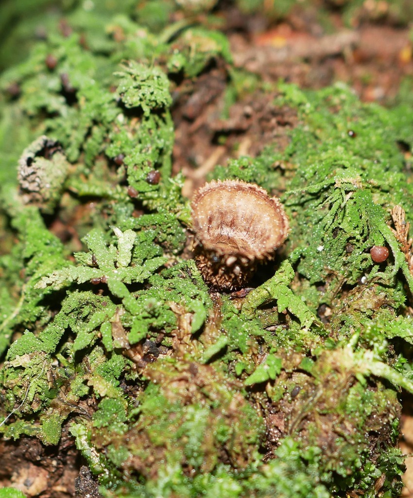 bird's nest fungi from Richmond Heights, Taupō, New Zealand on August