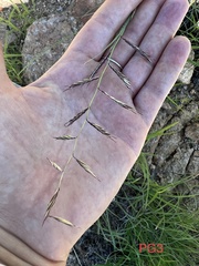 Bouteloua radicosa