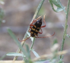 Xestoleptura