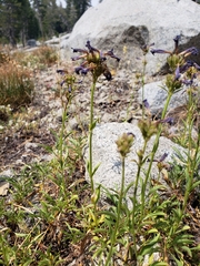 Penstemon heterodoxus