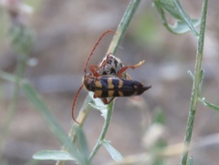 Xestoleptura