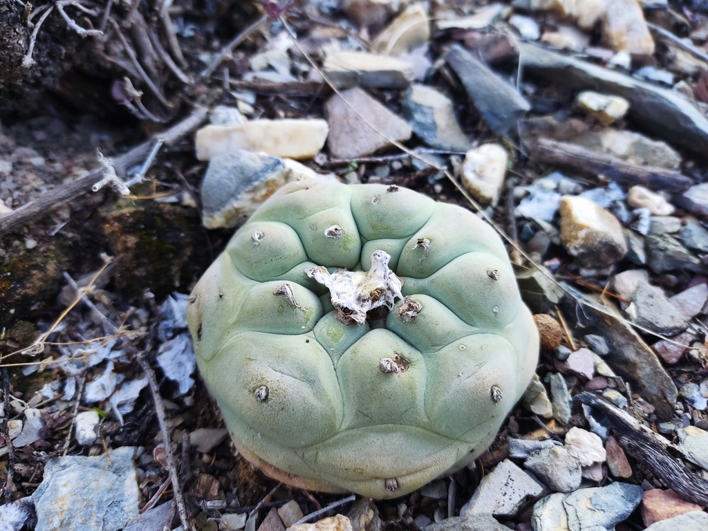 Lophophora Diffusa In August By Jose Antonio Aranda Pineda