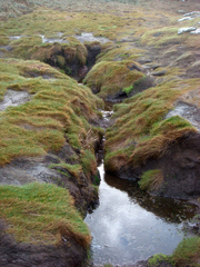 Isolepis cernua cernua