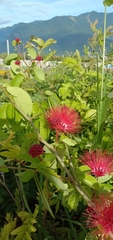 Calliandra tergemina emarginata