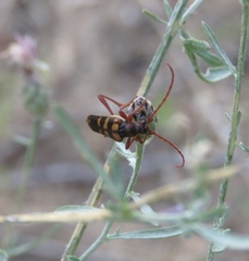 Xestoleptura