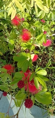 Calliandra tergemina emarginata