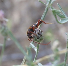 Xestoleptura