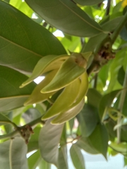 Artabotrys hexapetalus