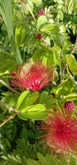 Calliandra tergemina emarginata