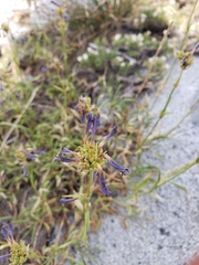 Penstemon heterodoxus