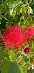 Calliandra tergemina emarginata