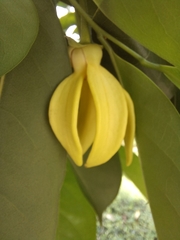 Artabotrys hexapetalus