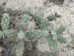 Cylindropuntia cholla