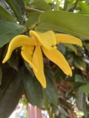 Artabotrys hexapetalus