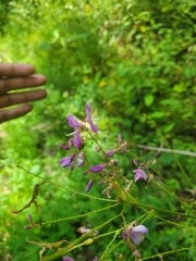 Desmodium cuspidatum