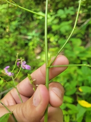 Desmodium cuspidatum