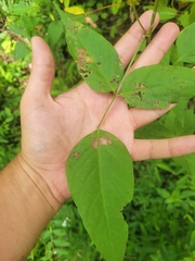 Desmodium cuspidatum